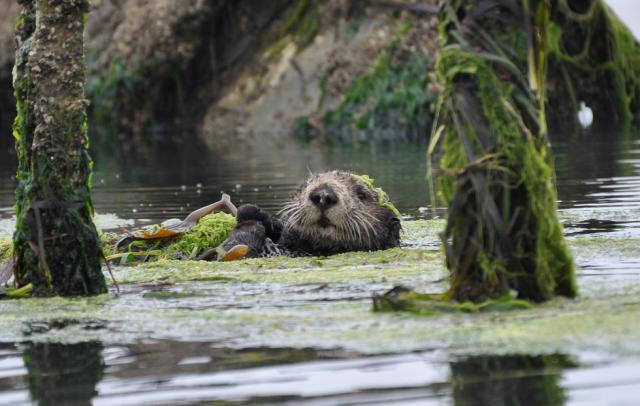 Population Biology and Behavior of Sea Otters | U.S. Geological Survey
